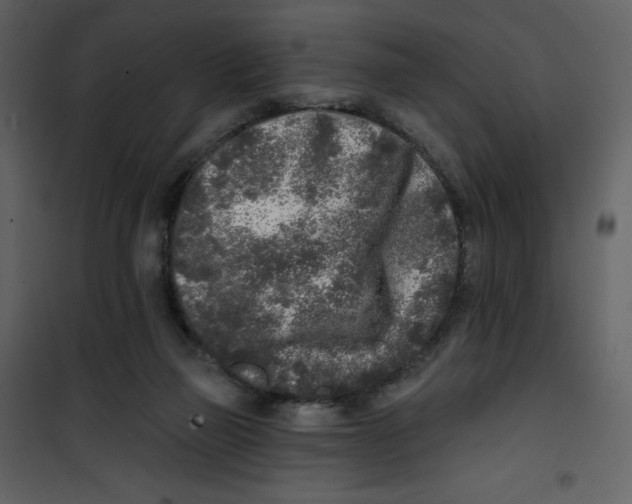 X0000100840165200807180929