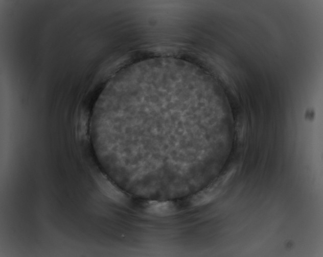 X0000100840185200807180929