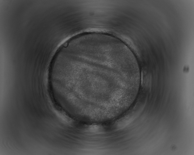 X0000100840204200807180928