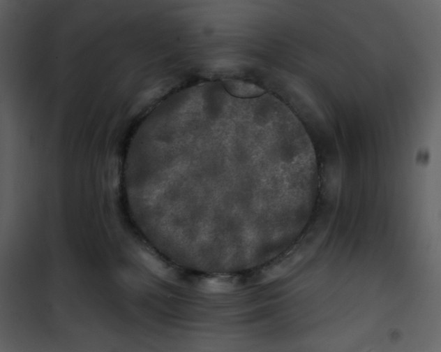 X0000100840232200807180928