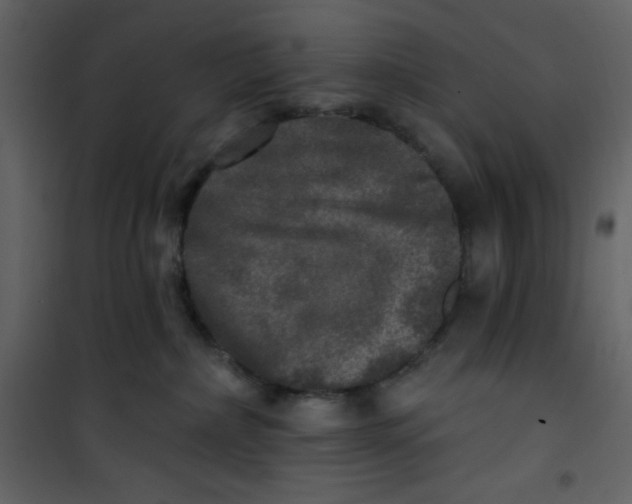 X0000100840236200807180928