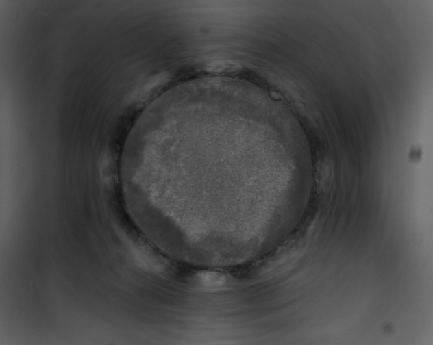 X0000100840272200807180927