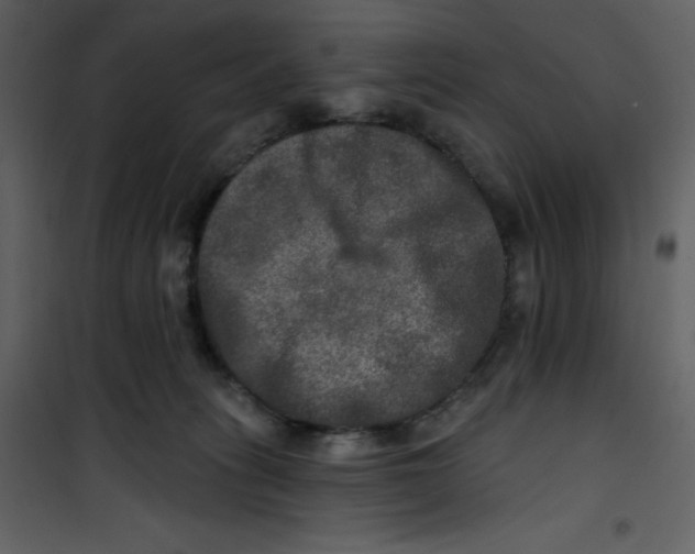 X0000100840275200807180927