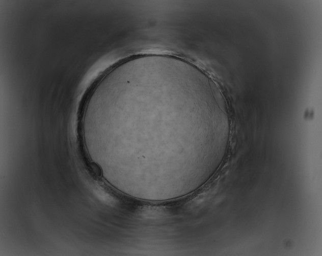 X0000100840296200807180927