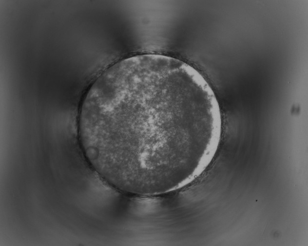 X0000100840313200807180926