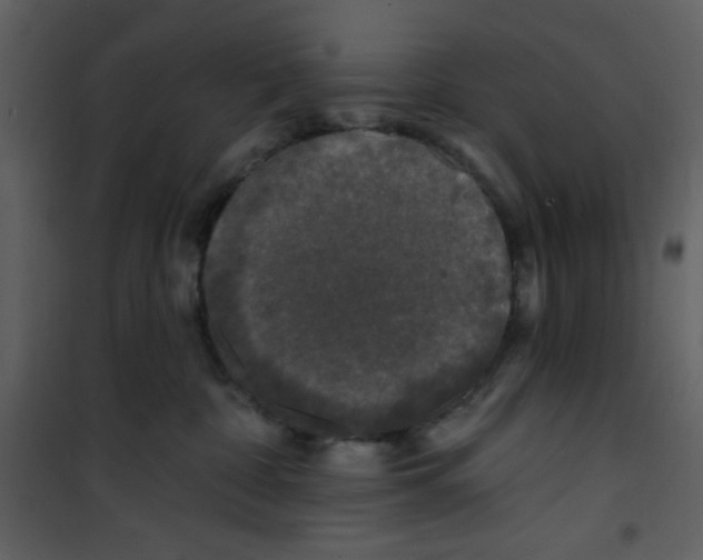 X0000100840332200807180926