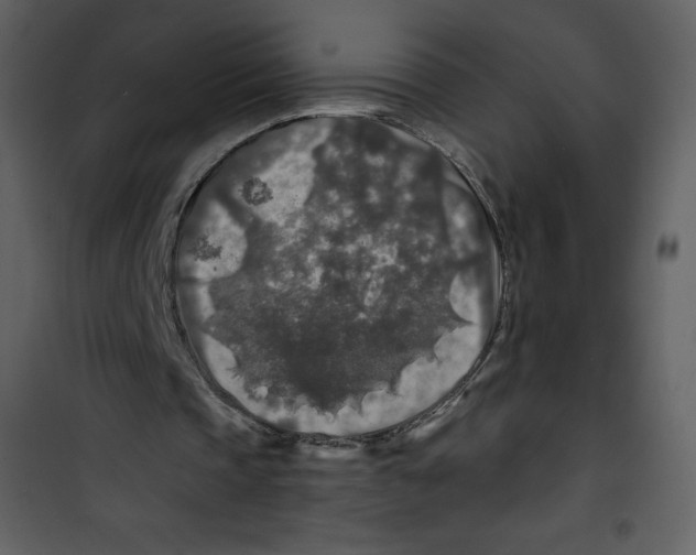 X0000100840337200807180925