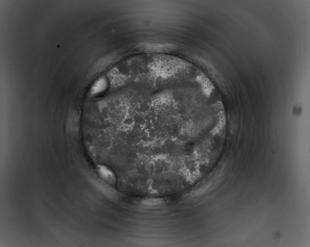 X0000100840357200807180925