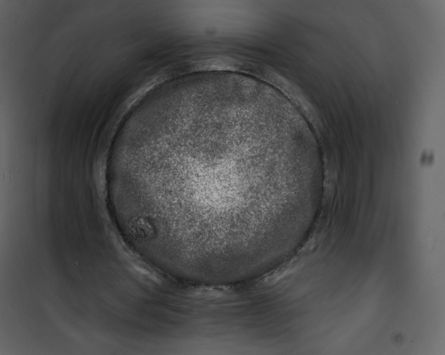 X0000100840386200807180925