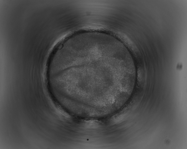 X0000100840396200807180925