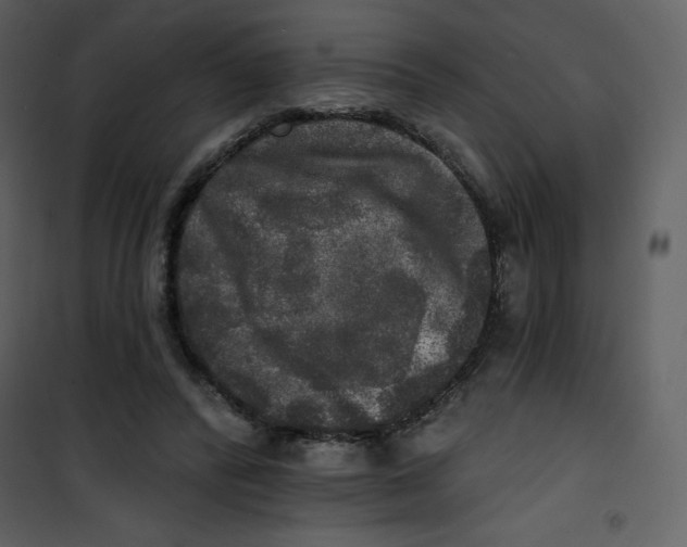 X0000100840400200807180925