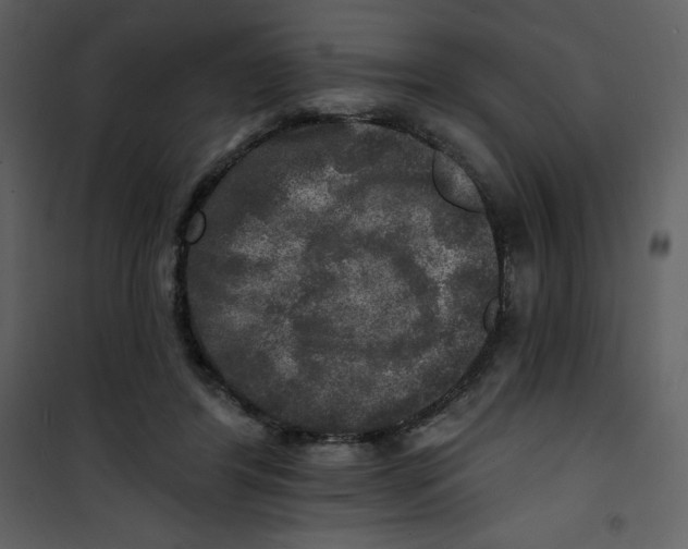 X0000100840404200807180925