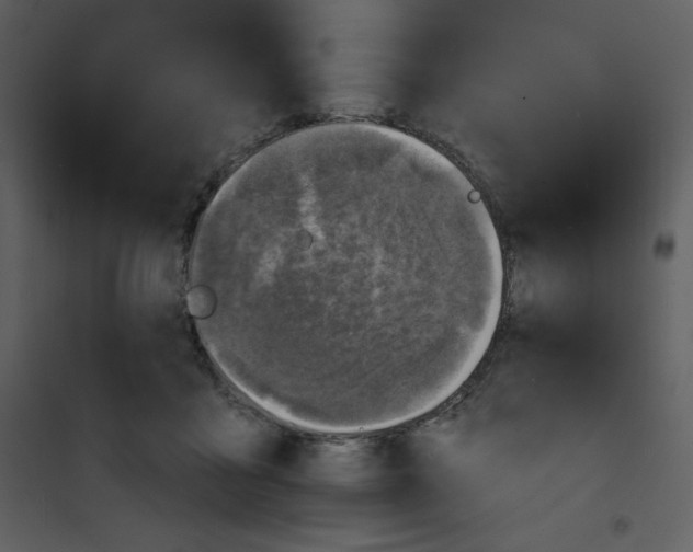 X0000100840411200807180925