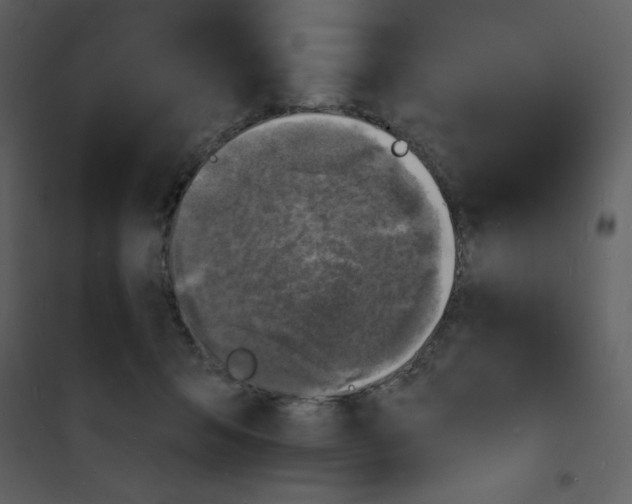 X0000100840415200807180925