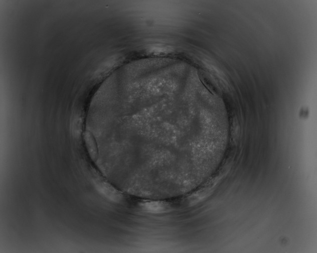 X0000100840417200807180925