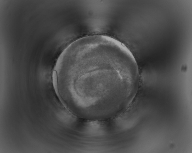 X0000100840423200807180925