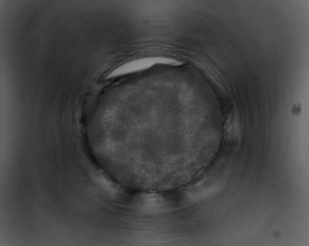 X0000100840424200807180925