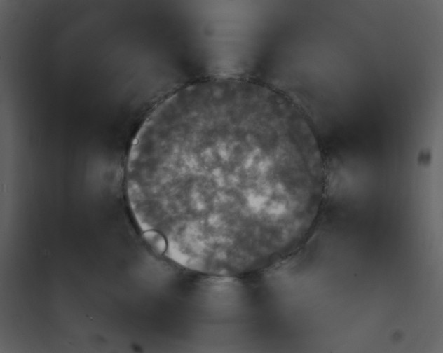 X0000100840427200807180925