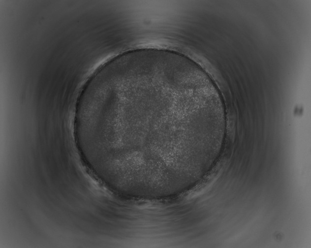 X0000100840434200807180924