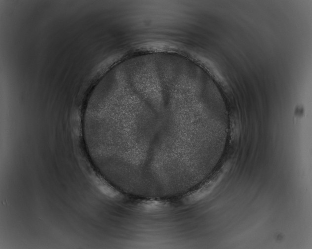 X0000100840453200807180924