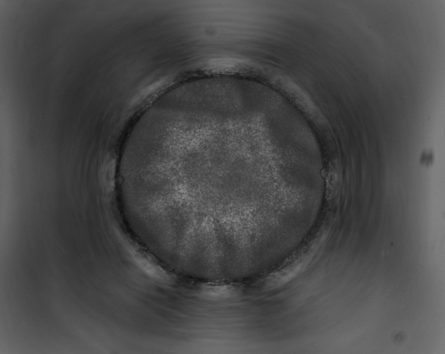 X0000100840454200807180924