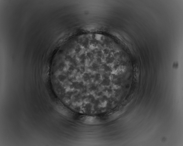 X0000100840507200807180923