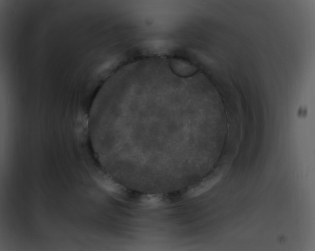 X0000100840624200807180921