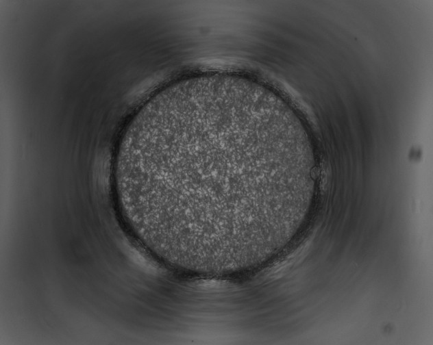 X0000100840637200807180921