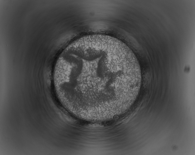 X0000100840644200807180921