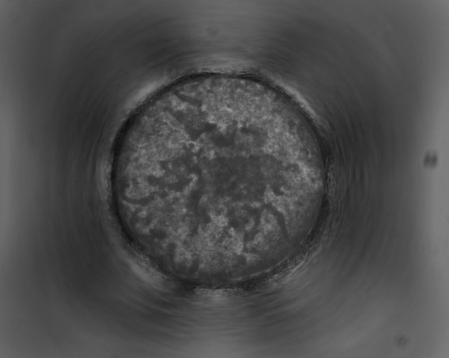 X0000100840679200807180921