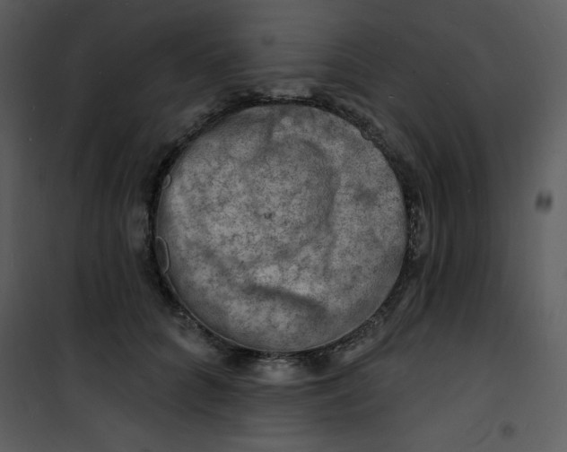 X0000100840704200807180920