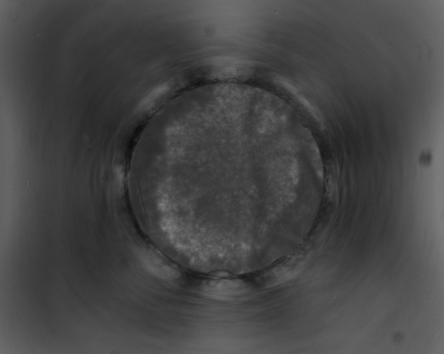 X0000100840716200807180920