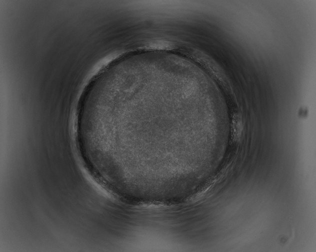 X0000100840726200807180919