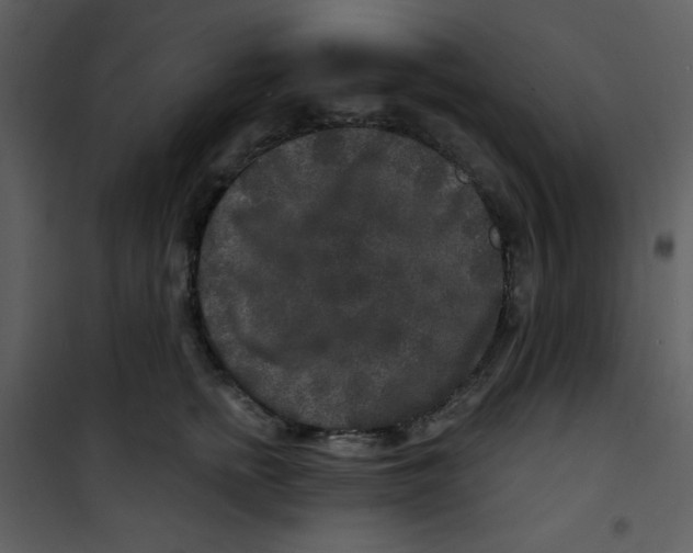 X0000100840758200807180920