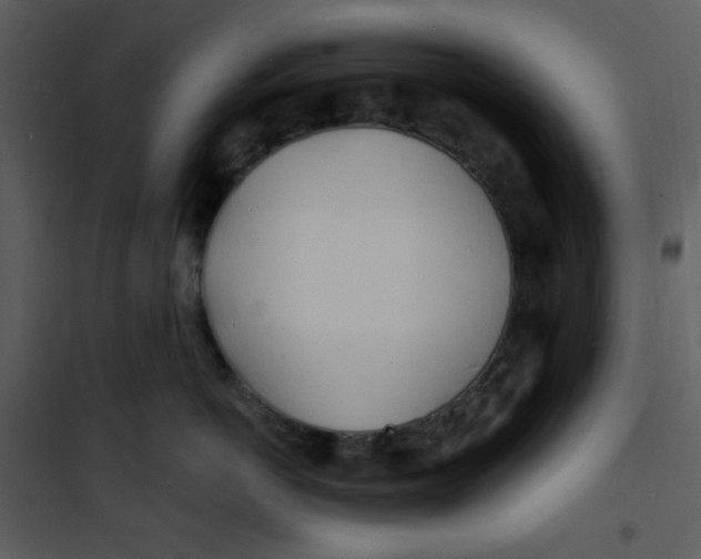 X0000100840766200807180920