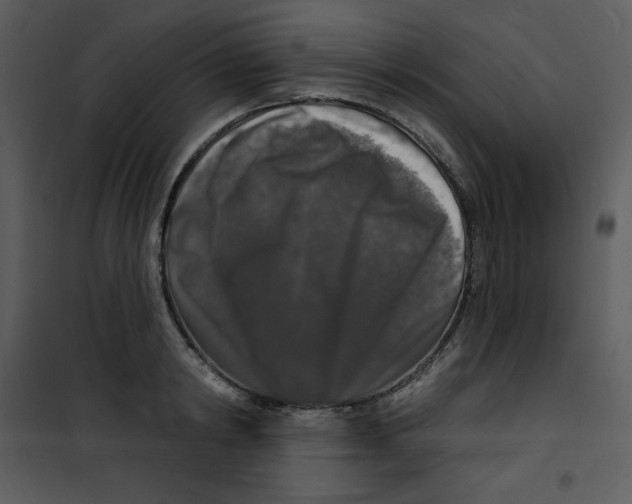 X0000100840798200807180919