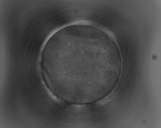 X0000100840816200807180919