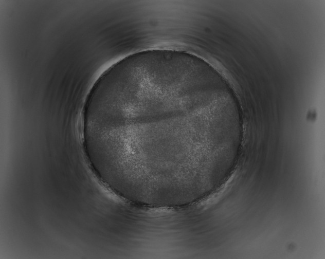 X0000100840838200807180918