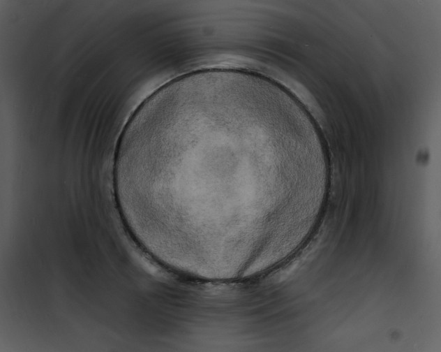 X0000100840850200807180918