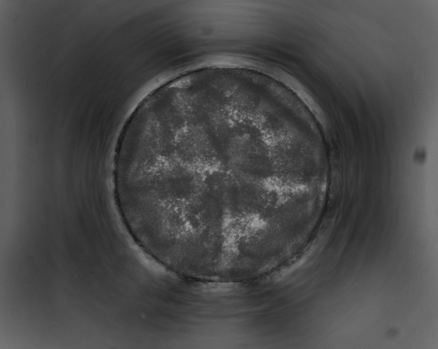 X0000100840853200807180918