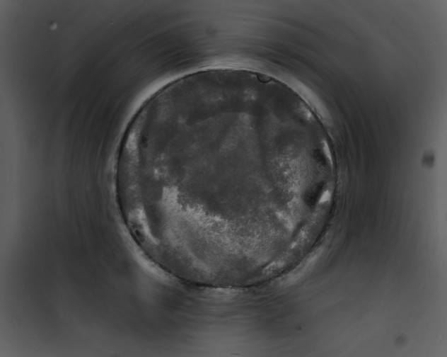 X0000100840854200807180918