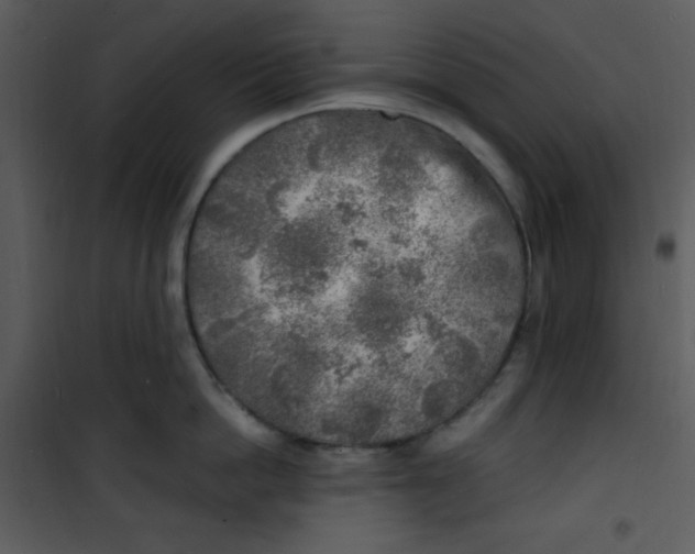 X0000100840862200807180919