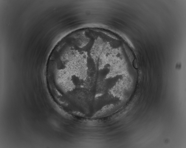 X0000100840895200807180917