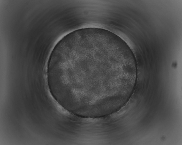 X0000100840996200807180916