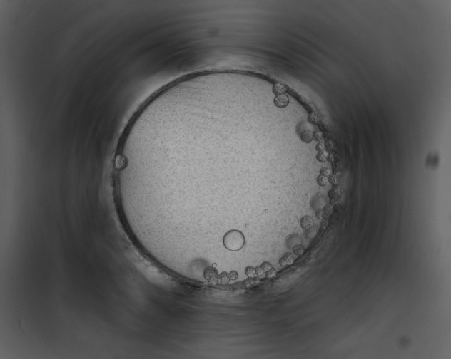 X0000100841086200807180915