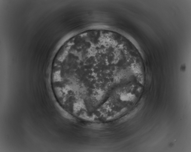 X0000100841245200807180913