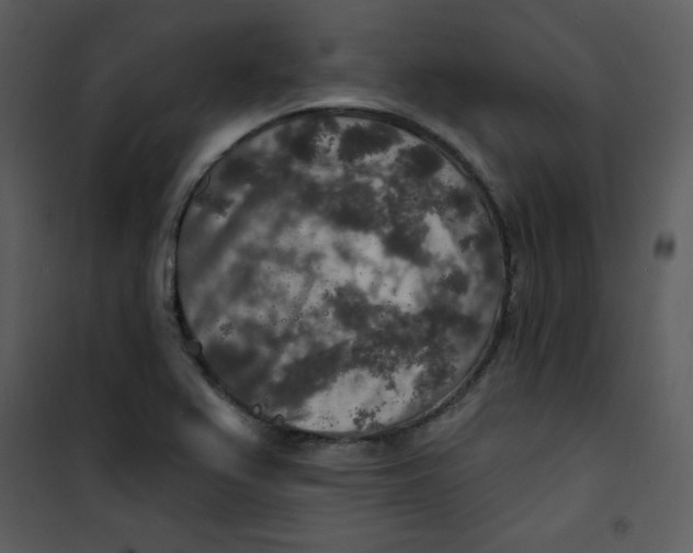 X0000100841367200807180910