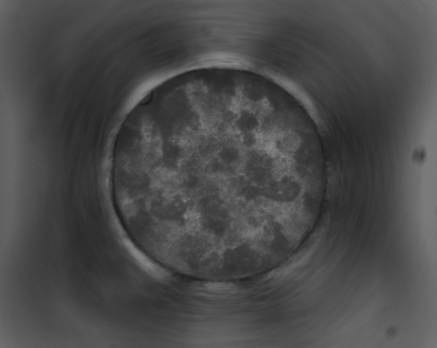 X0000100841383200807180910