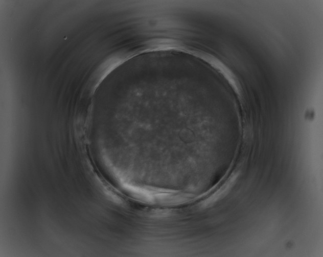 X0000100841385200807180910