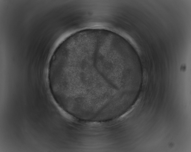 X0000100841424200807180910